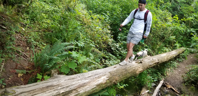 The adventure dog proved his worth
